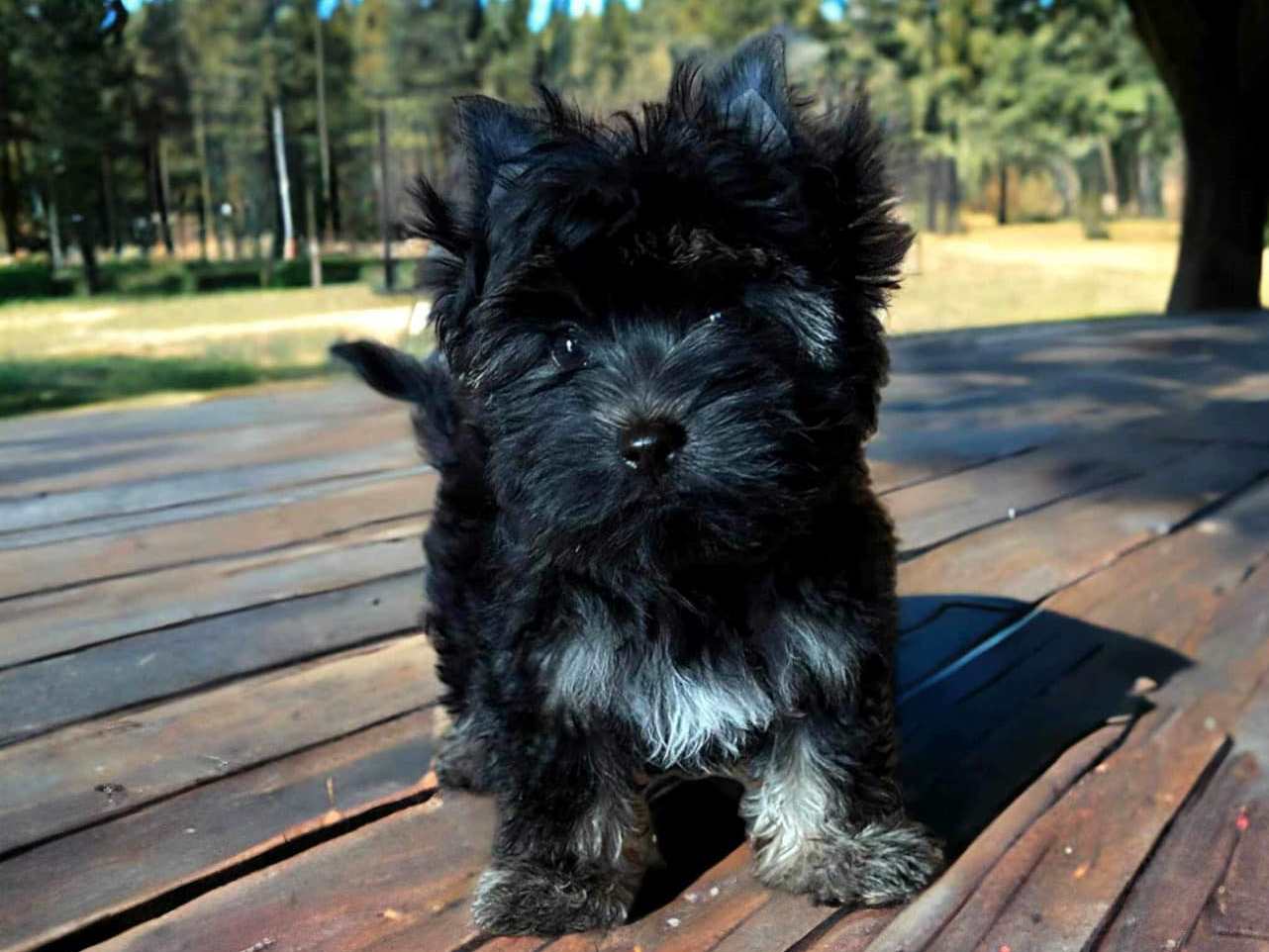 Armani